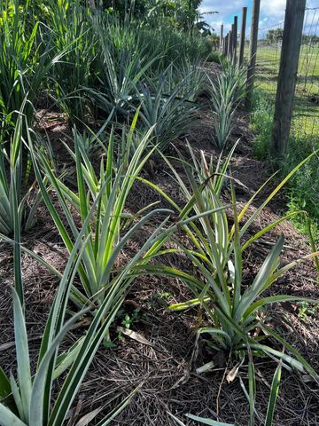 20915 Antoinette Street, Loxahatchee, FL 33470