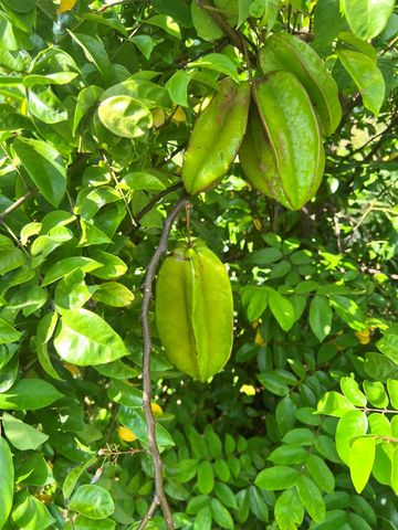 20915 Antoinette Street, Loxahatchee, FL 33470