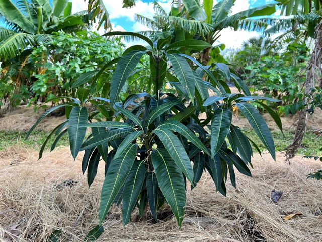 20915 Antoinette Street, Loxahatchee, FL 33470