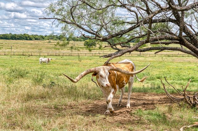 1000 Cool Ranch Lane, Millsap, TX 76066