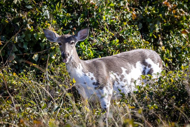 1345 Pelican Watch Villas, Seabrook Island, SC 29455