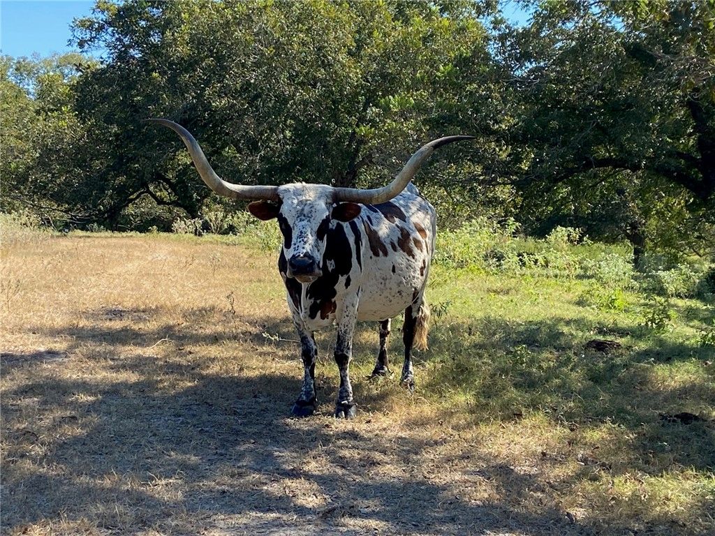 0 SH 36 N, Brenham, TX 77833 — photo 4