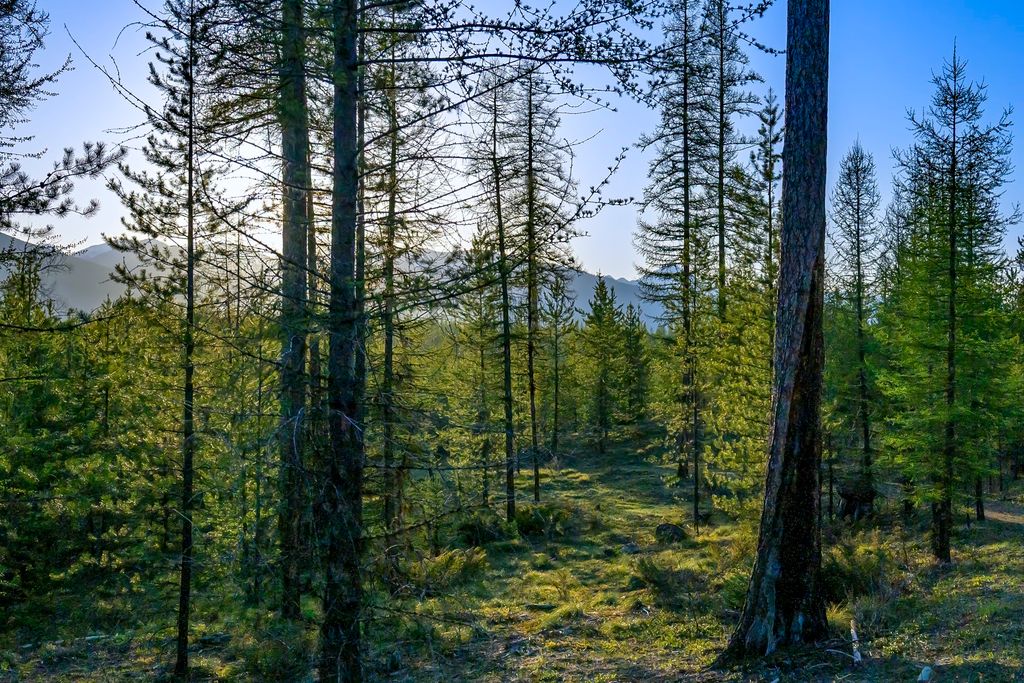 NHN Stoner Lake Road, Condon, MT 59826 photo 21