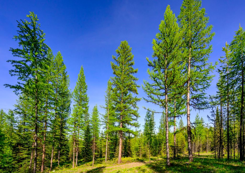 NHN Stoner Lake Road, Condon, MT 59826 photo 26