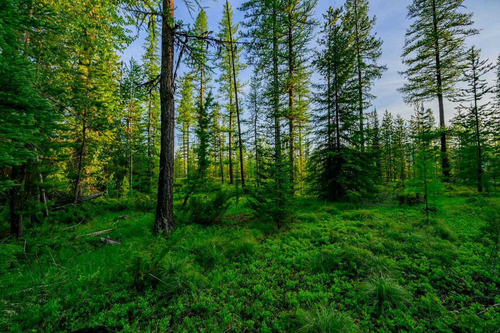 NHN Stoner Lake Road, Condon, MT 59826 photo 33