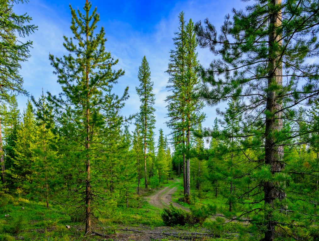 NHN Stoner Lake Road, Condon, MT 59826 photo 36