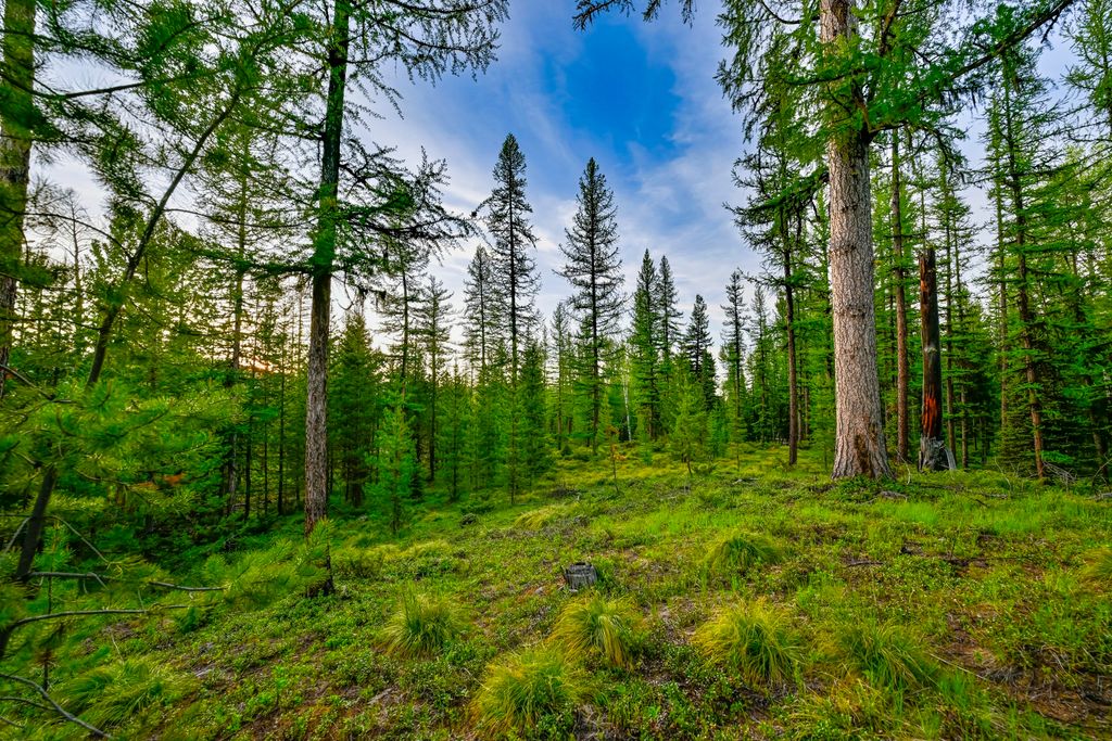 NHN Stoner Lake Road, Condon, MT 59826 photo 37