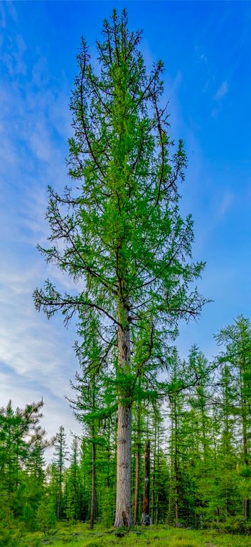 NHN Stoner Lake Road, Condon, MT 59826 photo 38