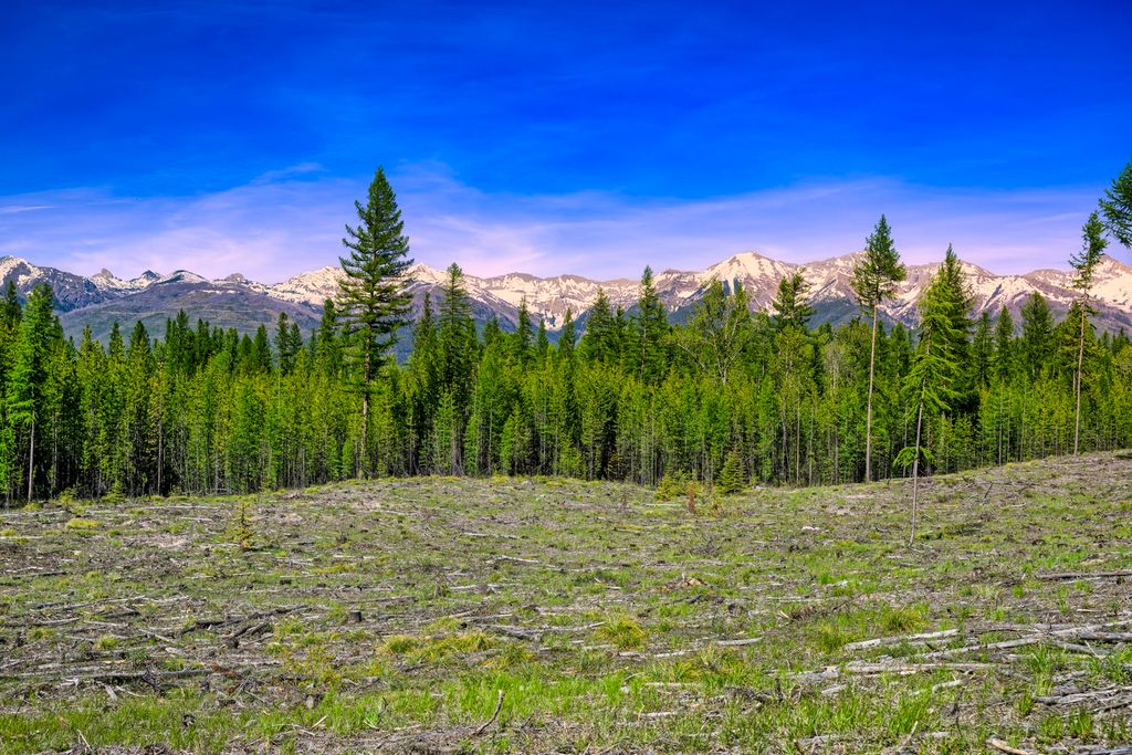 NHN Stoner Lake Road, Condon, MT 59826 photo 6