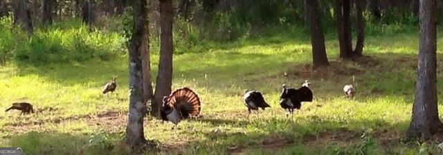 175 Thornton Road, Franklin, GA 30217