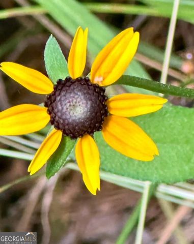 175 Thornton Road, Franklin, GA 30217