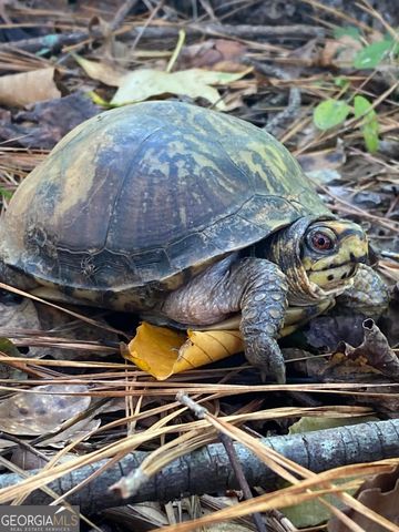 175 Thornton Road, Franklin, GA 30217