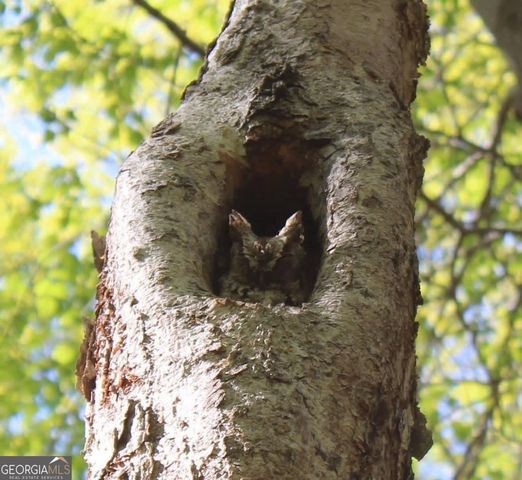 175 Thornton Road, Franklin, GA 30217