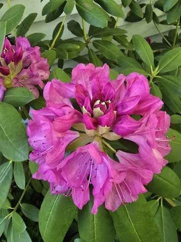 2940 Eldora Court, Byron Center, MI 49315