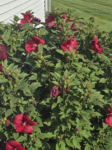 2940 Eldora Court, Byron Center, MI 49315