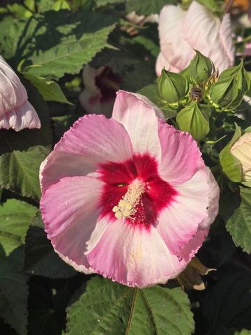 2940 Eldora Court, Byron Center, MI 49315