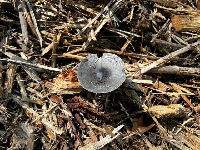 03 Eugene Walker Road, Huntington, TX 75980