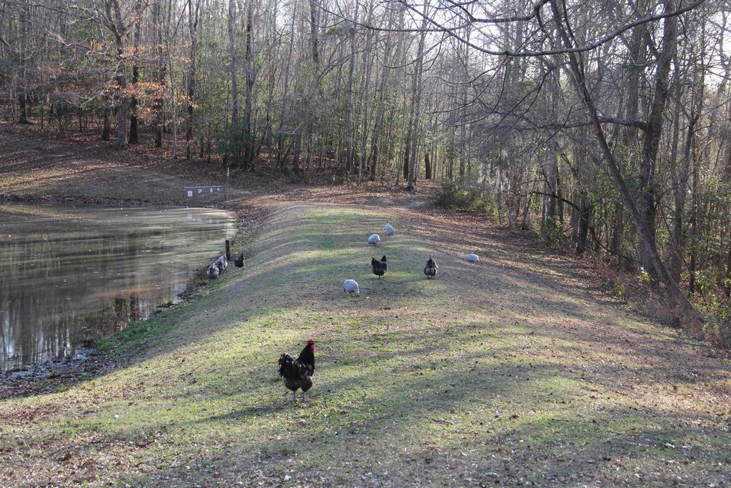 Image 35 of property listing at 6611 North Road, North, SC 29112