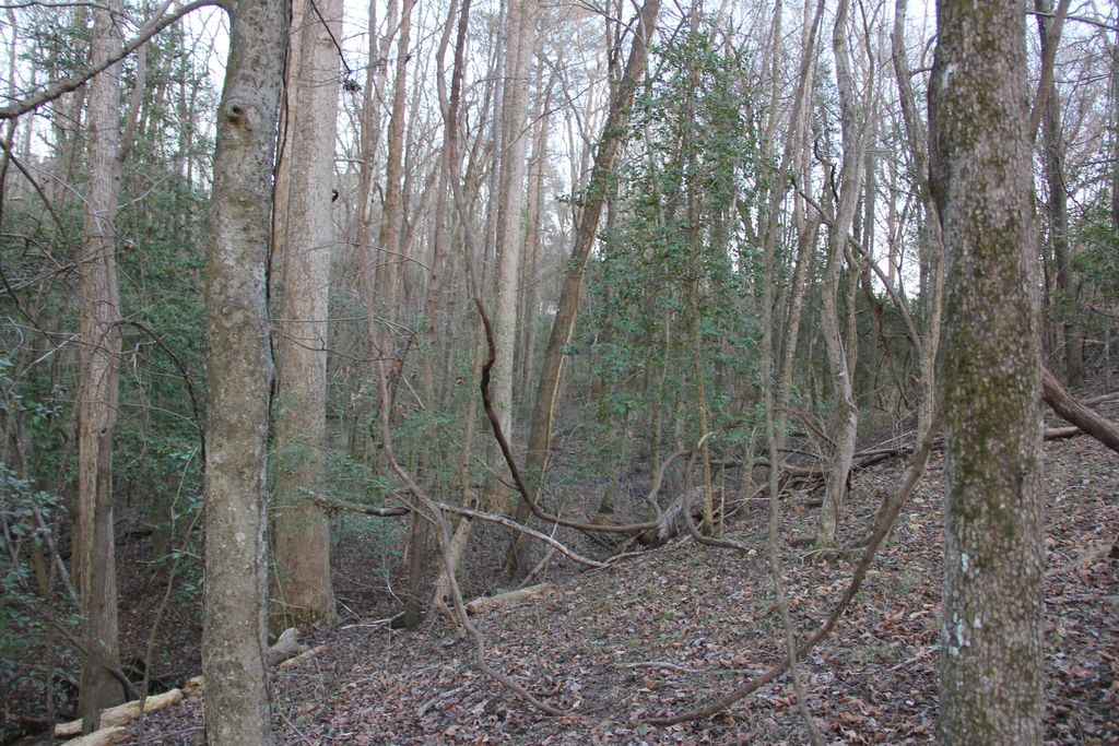 Image 43 of property listing at 6611 North Road, North, SC 29112