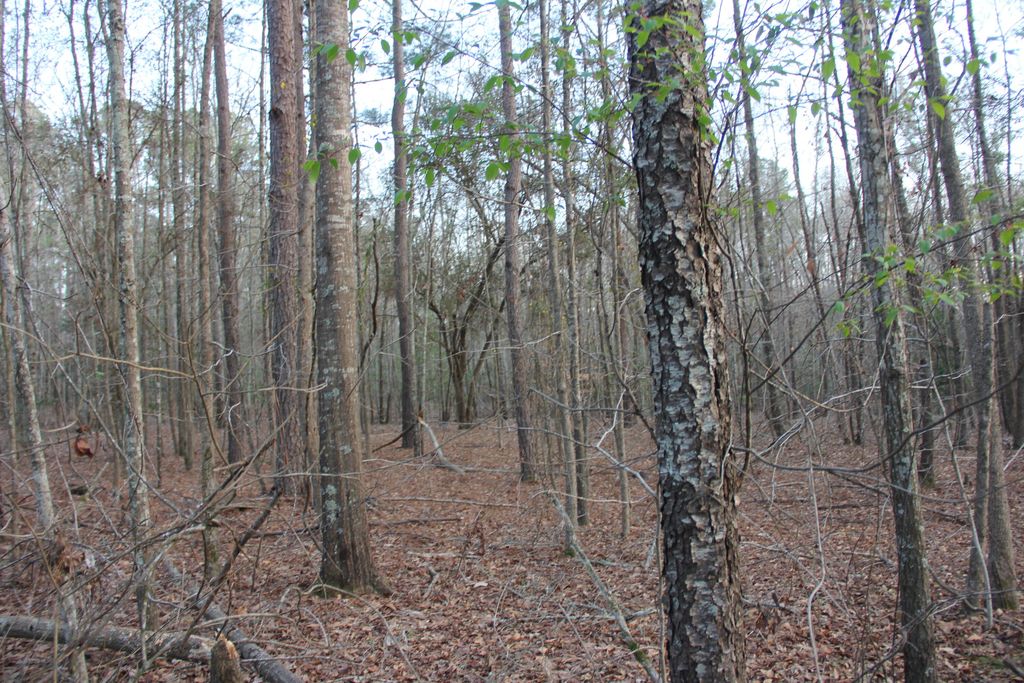 Image 7 of property listing at 6611 North Road, North, SC 29112