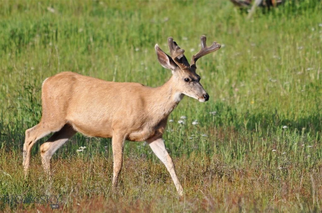 94 Sky Band Trail, Livingston, MT 59047 photo 33