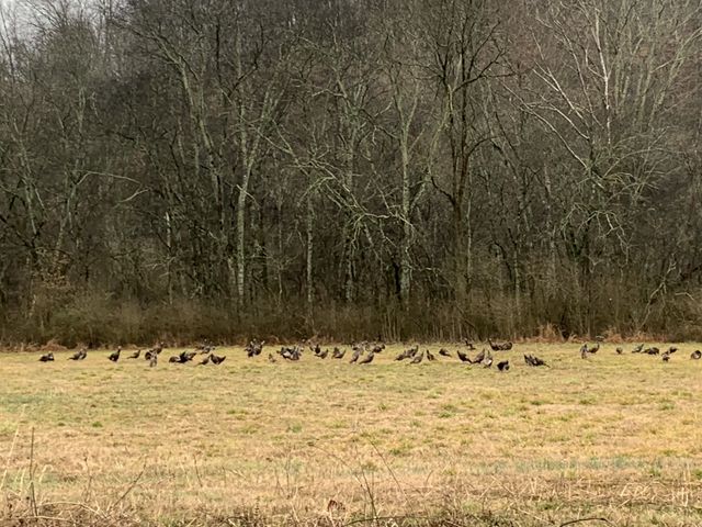 137 Factory Creek Rd, Ethridge, TN 38456