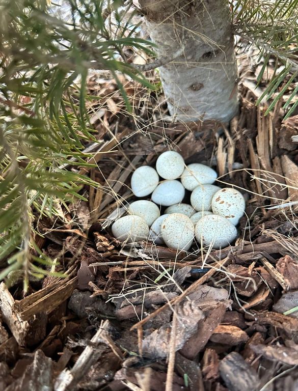 729 Stone Creek Loop, Corvallis, MT 59828 photo 90