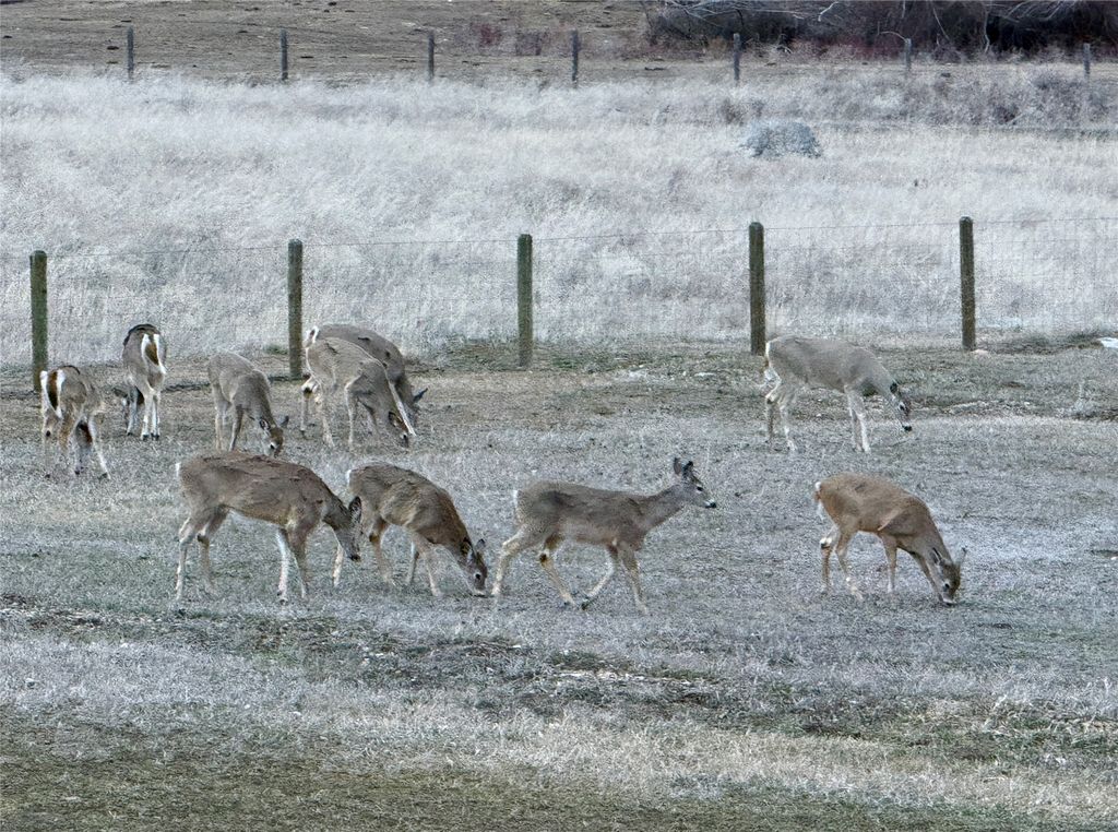 729 Stone Creek Loop, Corvallis, MT 59828 photo 95