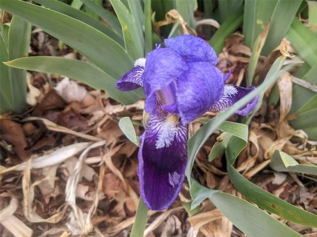 612 W Cherry Street, Nevada, MO 64772