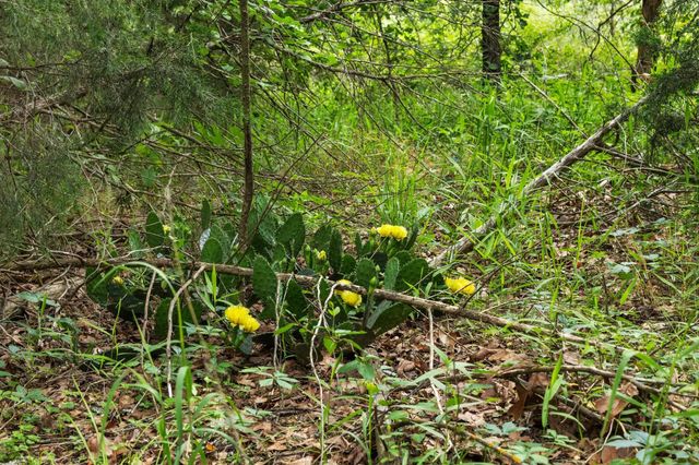 0000 CR 2680, Bonham, TX 75418