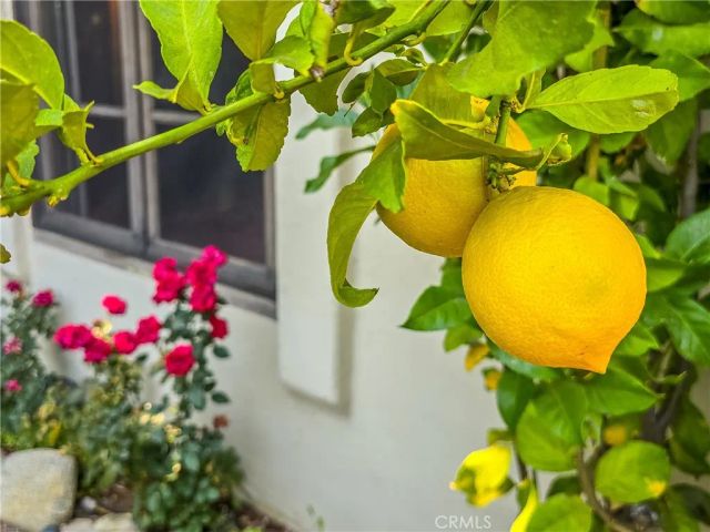 761 W 11th, Claremont, CA 91711