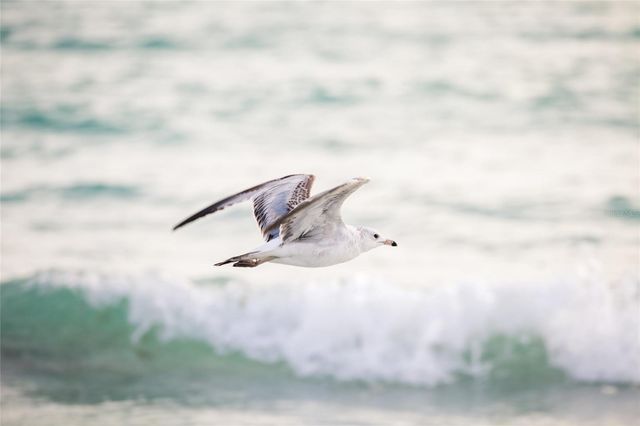 1358 MOONMIST DRIVE B4, Sarasota, FL 34242