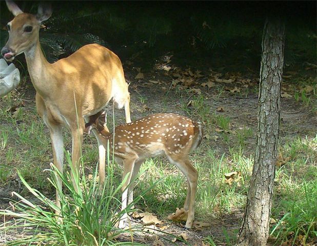 TBD Burmuda Dune Drive, Huntsville, TX 77320