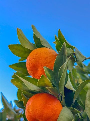 642 14th Avenue, Menlo Park, CA 94025