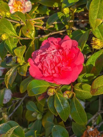 642 14th Avenue, Menlo Park, CA 94025