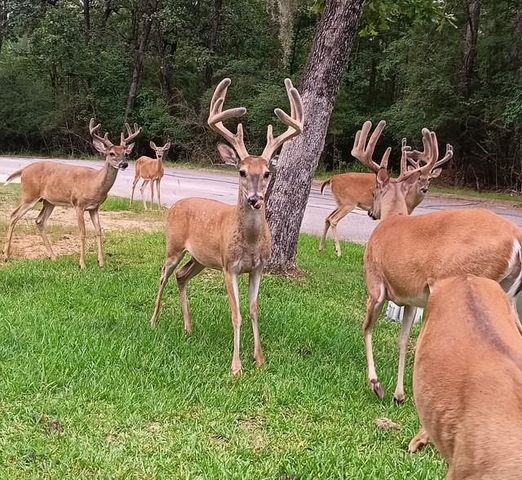 20380 Doral Drive, Huntsville, TX 77320