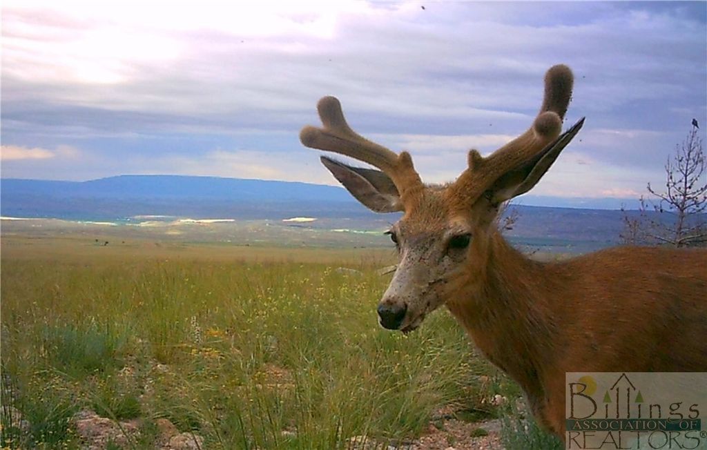 NHN Ruby Creek ROAD, Belfry, MT 59008 photo 31