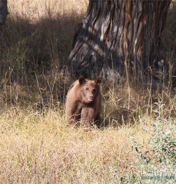 NHN Ruby Creek ROAD, Belfry, MT 59008 photo 32