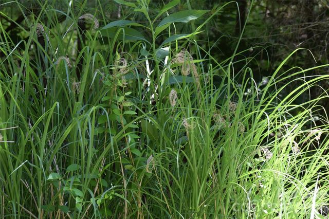 TBD Wooded Mountain Trail Tract 2, Mars Hill, NC 28754