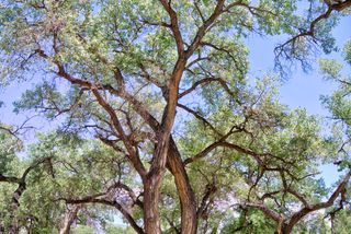 Bosque Oculto Lot B1-B, Corrales, NM 87048