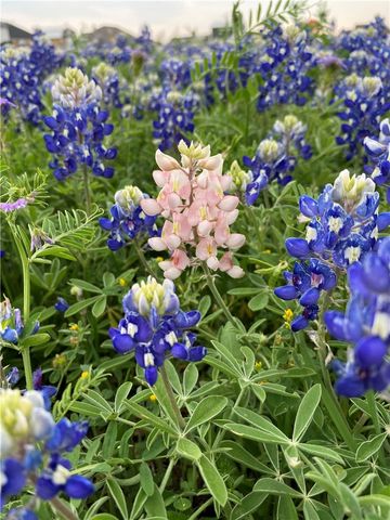 628 Wildflower, Mcgregor, TX 76657