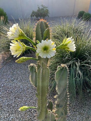 18114 W Desert Sage Drive, Goodyear, AZ 85338