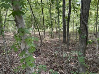 0 Highway 49, Erin, TN 37061