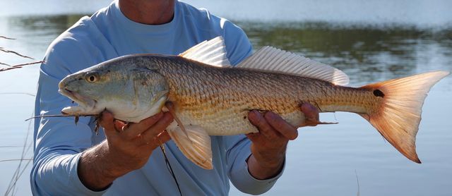 6079 Josie Ridge Road, Wadmalaw Island, SC 29487