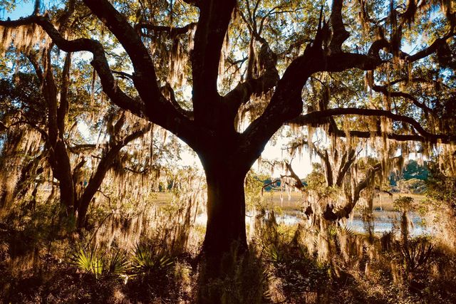 6079 Josie Ridge Road, Wadmalaw Island, SC 29487