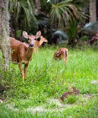 103 ACADIA TERRACE, Celebration, FL 34747