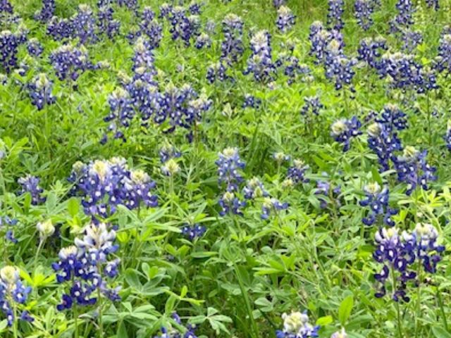 600 Summit PASS, San Marcos, TX 78666