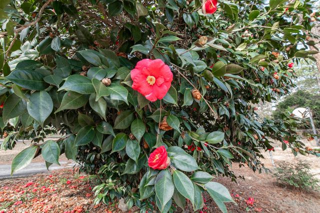 3215 Colonial Drive, Aiken, SC 29801