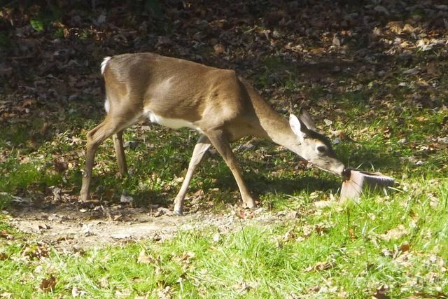 592 Liberty Church Road, Marion, NC 28752