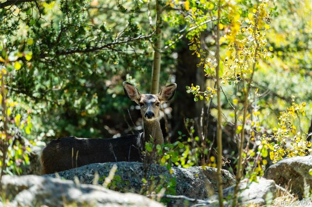 Lot F Gray Wolf Trail, Golden, CO 80403